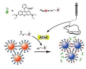 cholinesterase assay cro,Understanding Cholinesterase Assay: A Comprehensive Guide for Researchers