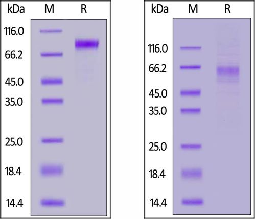 elisa cro,Understanding the Basics of ELISA