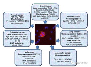 circulating breast tumor cells test cro,Circulating Breast Tumor Cells Test: A Comprehensive Overview