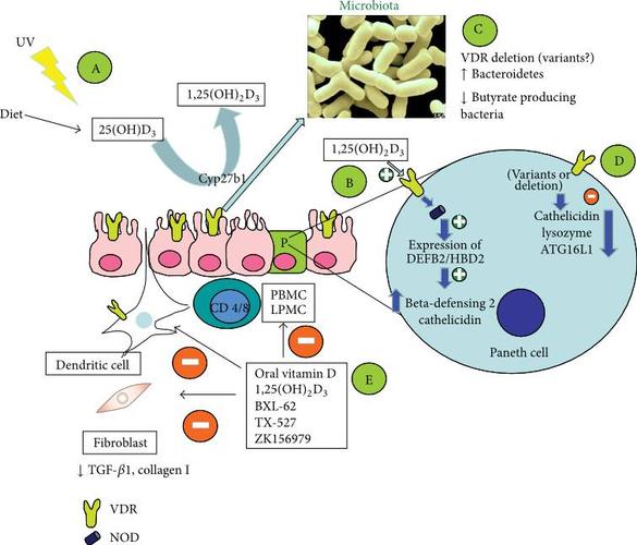 Inflammatory Diseases: A Comprehensive Overview