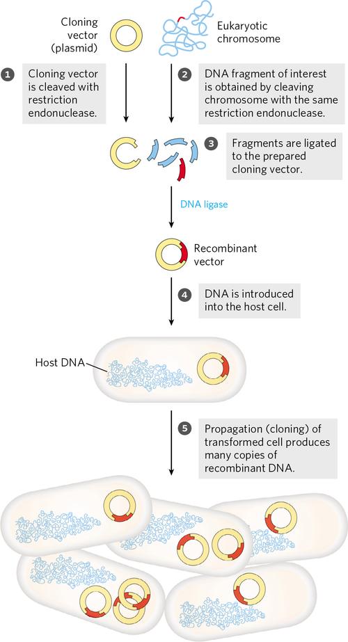 Do All Humans Have Cro-Magnon DNA?