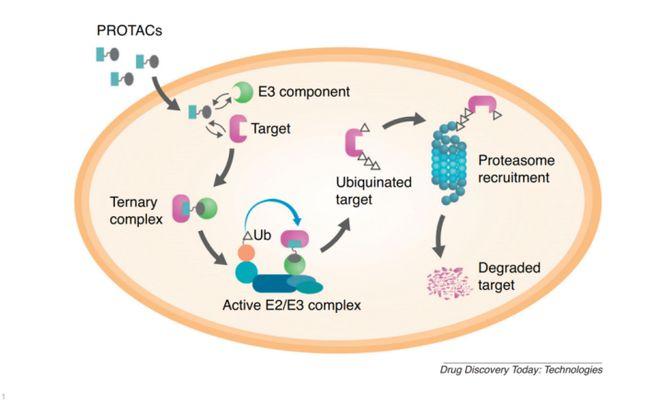 Understanding ADME: A Comprehensive Guide