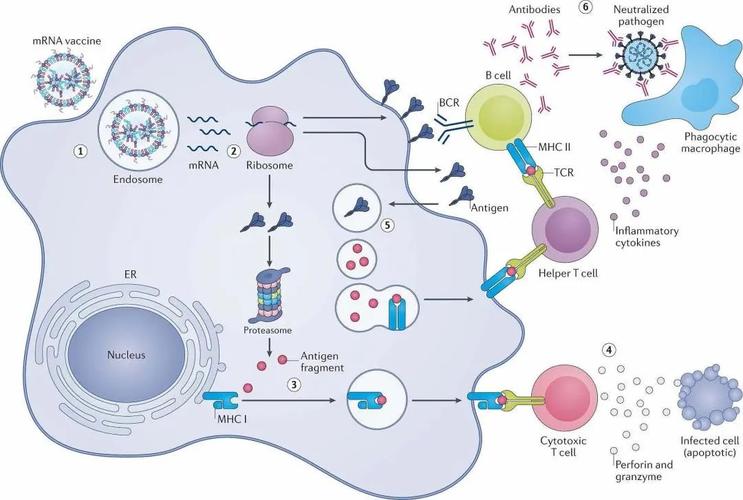 Infectious Diseases and Vaccines: Comprehensive Services for Health and Protection