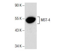 cro functional whole cell assay,Cro Functional Whole Cell Assay: A Comprehensive Guide