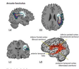 cns mouse cro,CNS Mouse Cro: A Comprehensive Guide