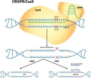 crispr cas9 cro,Crispr Cas9: A Revolutionary Tool for Gene Editing