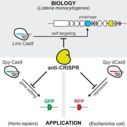 crispr cro,Understanding CRISPR CRO: A Comprehensive Guide