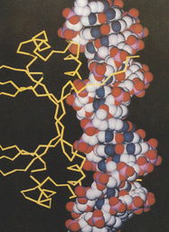 cro protein function,Cro Protein Function: A Comprehensive Overview