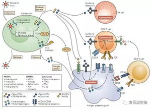 cro oncolytic virus,Cro oncolytic Virus: A Promising Approach in Cancer Therapy