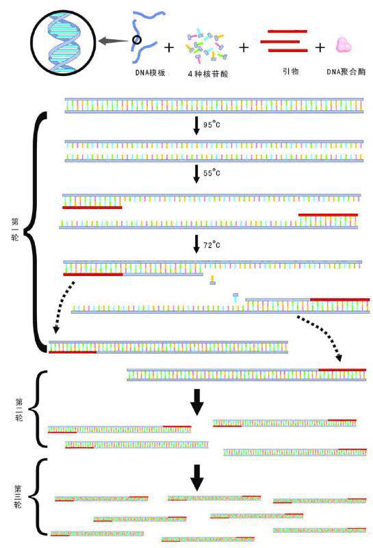 cro rt pcr,Understanding the Basics of RT-PCR