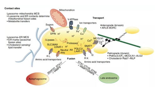 cro protein concentration in lytic,Cro Protein Concentration in Lytic: A Comprehensive Overview